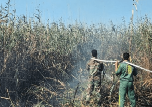 دستگیری عامل حریق در تالاب انزلی