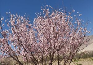 عکس زیبا از شکوفه باران درخت هلو در آبدانان