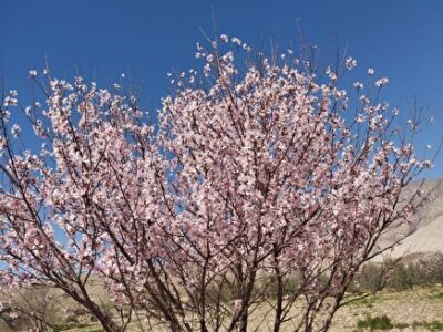 عکس زیبا از شکوفه باران درخت هلو در آبدانان