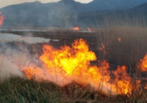 آتش‌سوزی گسترده در نیزارهای رودشور پرند