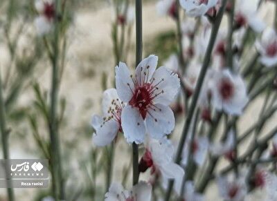 عکس | بهار در زمستان: شکوفههای زیبای بادام کوهی