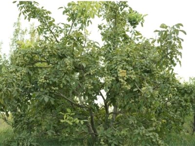 ۸تن باردهی در هکتار با گردو ژنوتیپ تیپ ۷