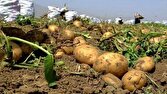 ذخایر احتیاطی سیب زمینی مکفی است