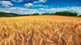 ذخایر استراتژیک گندم کشور مطلوب است/مشکلی در تامین و توزیع آرد وجود ندارد