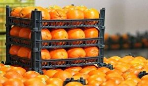 آغاز توزیع گسترده میوه شب عید؛ افزایش سه برابری مراکز عرضه