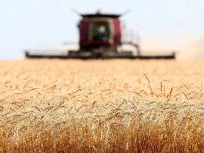 خبرهای خوبی برای گندمکاران در راه است