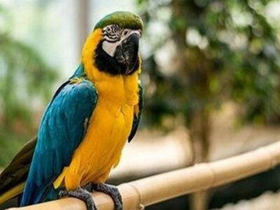 انتقال موقت پرندگان لویزان به نمکآبرود