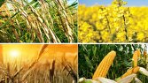 قیمت محصولات مشمول خرید تضمینی به زودی اصلاح می شود/ کلزا ۲ برابر نرخ خرید تضمینی گندم