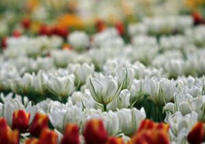 شکوفایی لالهها در معابر و بوستانهای منطقه یک؛ ادای احترام به شهیدان