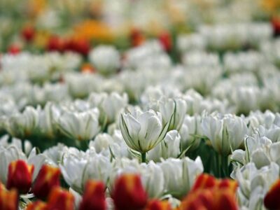شکوفایی لالهها در معابر و بوستانهای منطقه یک؛ ادای احترام به شهیدان