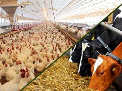 آخرینجزئیات پرداخت تسهیلات به صنعت دام و طیور/ شرایط تولید محصولات پروتئینی پایدار است
