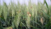 پیش بینی سطح مبارزه علیه آفت سن گندم به ۲ میلیون و ۵۰۰ هزار هکتار