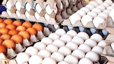قیمت هر شانه تخم مرغ به ۵۰۰ هزارتومان رسید