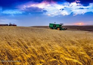 هشدار خروج گندم از چرخه خرید تضمینی به دولت