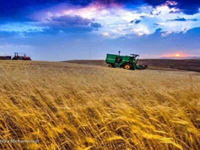 هشدار خروج گندم از چرخه خرید تضمینی به دولت