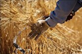 خرید تضمینی گندم به یک میلیون و ۴۰۰ هزارتن رسید/ ریالی از مطالبات گندمکاران پرداخت نشده است
