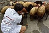فعالیت ۱۷۰۰ دامپزشک و بازرس بهداشتی در عید قربان