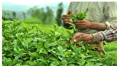 مصرف سالانه ۶۰ هزار تن چای در کشور