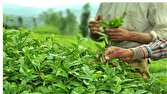 ۶۷ درصد مطالبات چایکاران پرداخت شد/خرید تضمینی ۵۴ هزار تن برگ سبز چای