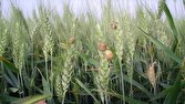 مبارزه علیه آفت سن گندم به ۲ میلیون و ۶۰۰ هزار هکتار رسید
