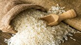 تولید برنج ۱۰ درصد افزایش مییابد