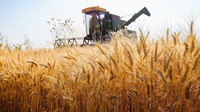 وعده پرداخت مطالبات گندمکاران بار دیگر محقق نشد