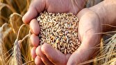گندم مورد نیاز واحدهای خبازی تامین است/ذخایر کالاهای اساسی قابل اتکاست