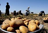 بازار به تعادلبخشی به قیمت سیبزمینی نیاز دارد