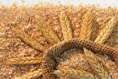 خرید تضمینی گندم به ۸ میلیون و ۲۰۰ هزار تن رسید