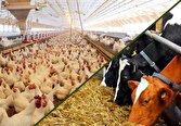 هزار میلیارد تومان در طرحهای دام و طیور سرمایه گذاری میشود